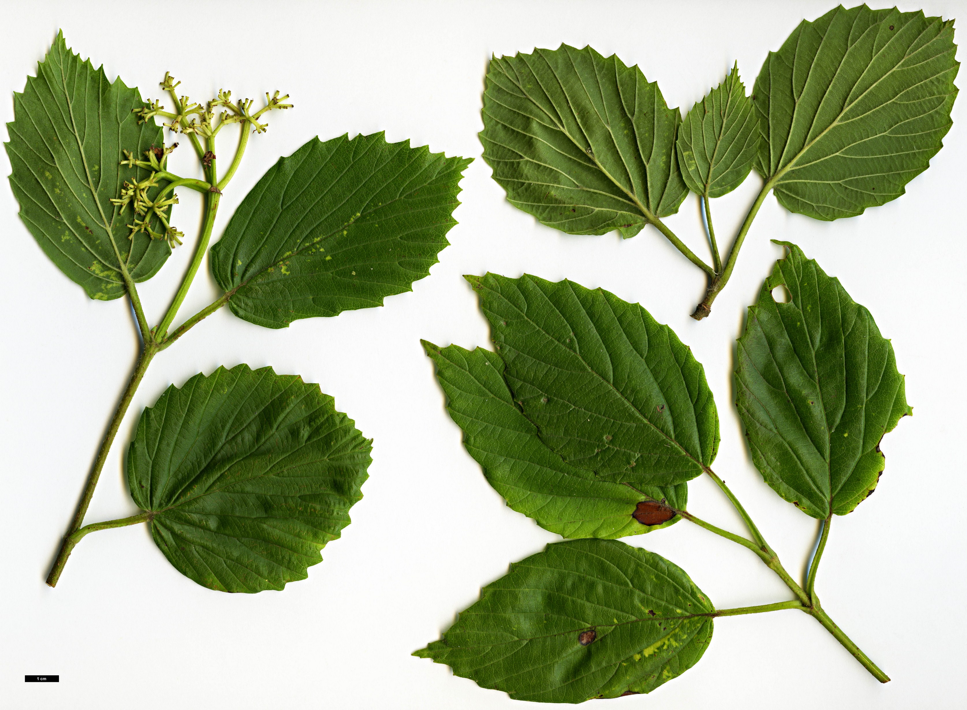 High resolution image: Family: Adoxaceae - Genus: Viburnum - Taxon: dentatum - SpeciesSub: var. pubescens